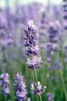 Madarak és pillangók... Madarak és pillangók...