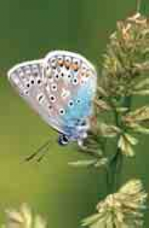 Madarak és pillangók... Madarak és pillangók...