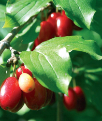 Termés a kertből Termés a kertből