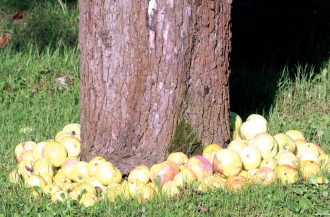 Termés a kertből Termés a kertből