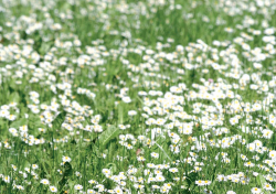 Gyep telepítése Gyep telepítése