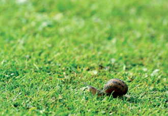 Gyep telepítése Gyep telepítése