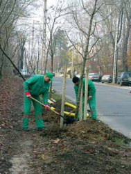 Kőrisek a Budakeszi úton