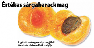 Sárgabarack