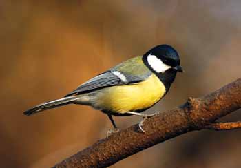 A közismert széncinege A közismert széncinege