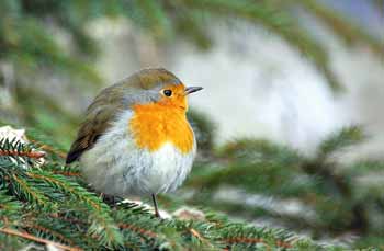 A rigófélékhez tartozó A rigófélékhez tartozó