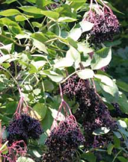 Termő bodzaág Termő bodzaág