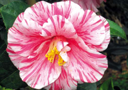 A kamélia virágai hosszú hetekig díszíthetik a tövet A kamélia virágai hosszú hetekig díszíthetik a tövet