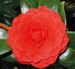 Szép színe miatt is kedvelt a kamélia Szép színe miatt is kedvelt a kamélia