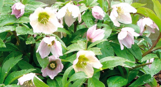 A hunyor szokatlan tulajdonságokban bővelkedő virág A hunyor szokatlan tulajdonságokban bővelkedő virág