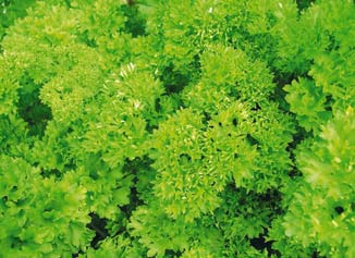 zoldsegfelek1 zoldsegfelek1