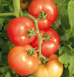 zoldsegfelek2 zoldsegfelek2