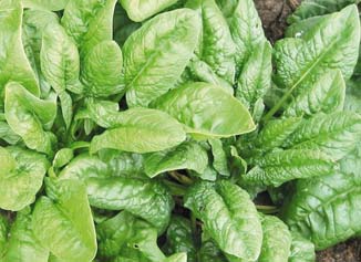 zoldsegfelek3 zoldsegfelek3