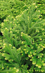 19_Page_12_Image_0008 19_Page_12_Image_0008