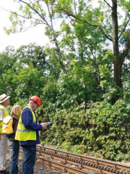 Felmérték a kivágandó fákat Felmérték a kivágandó fákat