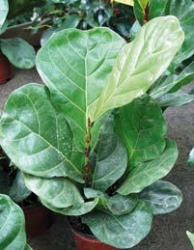 Egy_valtozatos_novenynemzetseg2 Egy_valtozatos_novenynemzetseg2