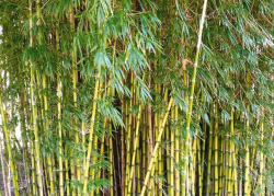 Bambuszfajok_a_kertekben