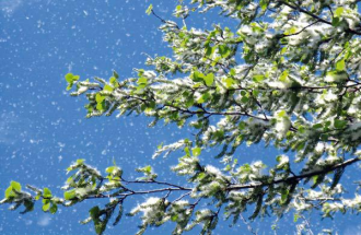 Mar_tusszognek_a_fapollan-allergiasok2 Mar_tusszognek_a_fapollan-allergiasok2