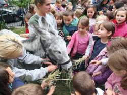 Szinhaz-nepszerusito_szamar