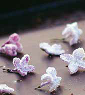 Indul_a_szindomping4 Indul_a_szindomping4