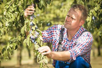 Online_kerteszeti_szaktanacsadas1 Online_kerteszeti_szaktanacsadas1