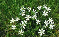 Tyuktarej_es_ernyos_sarma1 Tyuktarej_es_ernyos_sarma1