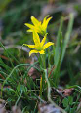 Tyuktarej_es_ernyos_sarma2 Tyuktarej_es_ernyos_sarma2