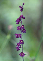 A_hegyvidek_vadon_elo_orchideai5