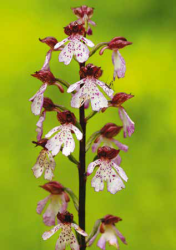 A_hegyvidek_vadon_elo_orchideai6