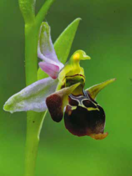 A_hegyvidek_vadon_elo_orchideai8