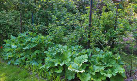 Az_okos_termeszetbarat_kertje2 Az_okos_termeszetbarat_kertje2